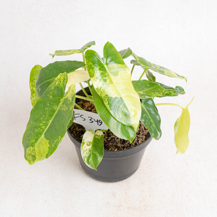 FS349 Philodendron Burlemarx Variegated