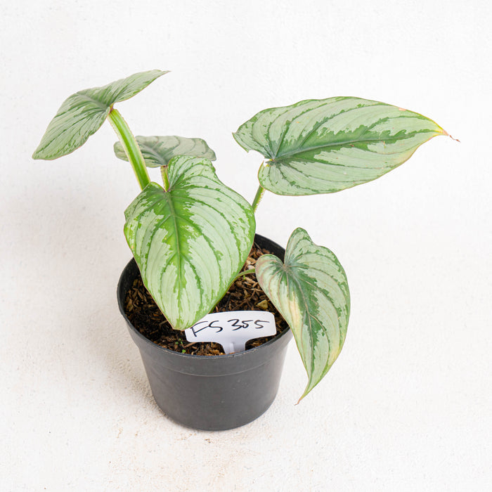 FS355 Philodendron Mamei Silver Cloud