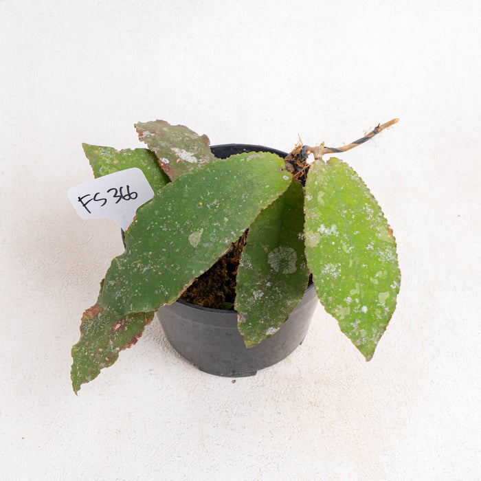 FS366 Hoya Undulata Green