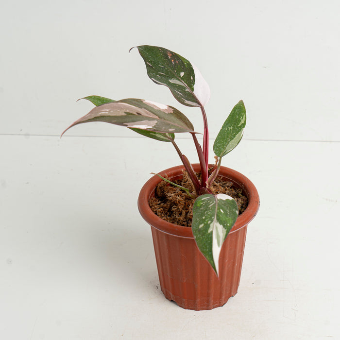 50 pcs Philodendron Red Anderson (Wholesale)