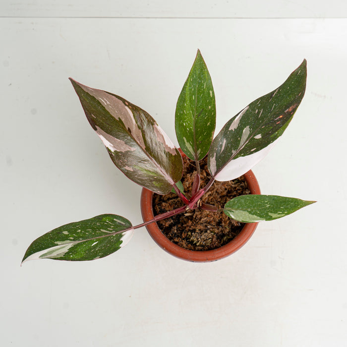 50 pcs Philodendron Red Anderson (Wholesale)