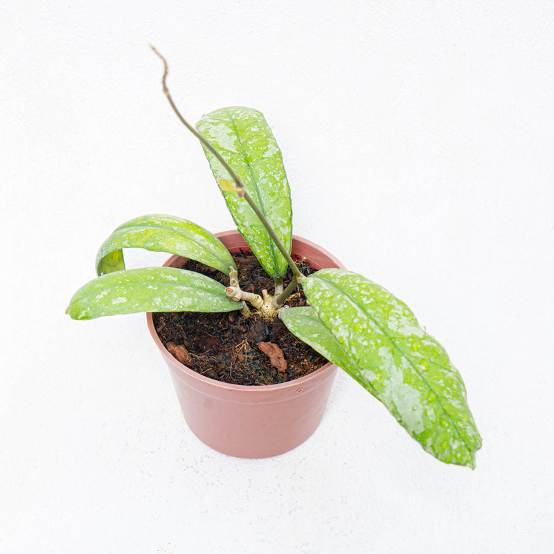 Hoya SP North Sumatera