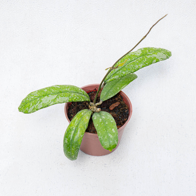 Hoya SP North Sumatera