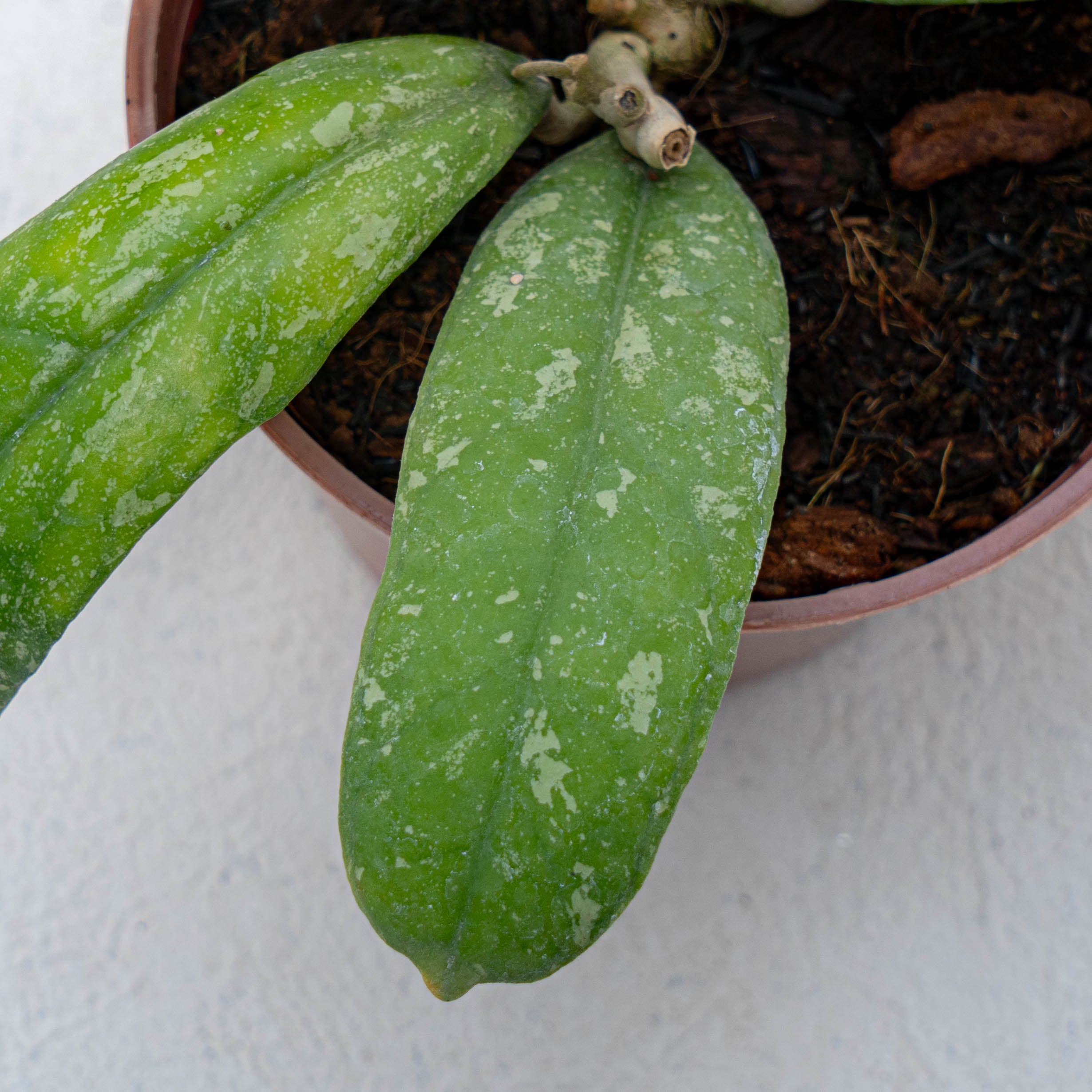 Hoya Aztec Gems — Aroidasia