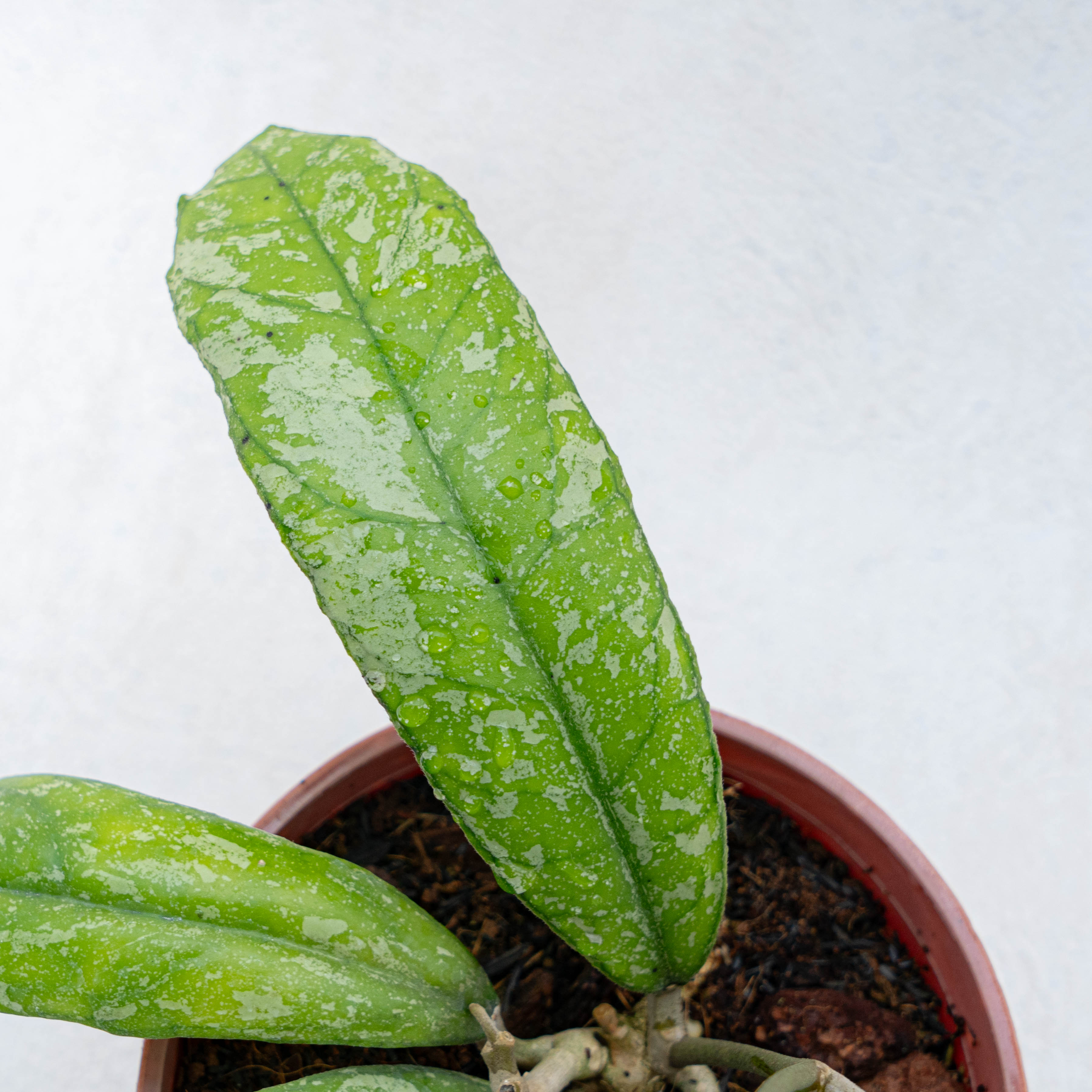 Hoya Aztec Gems — Aroidasia