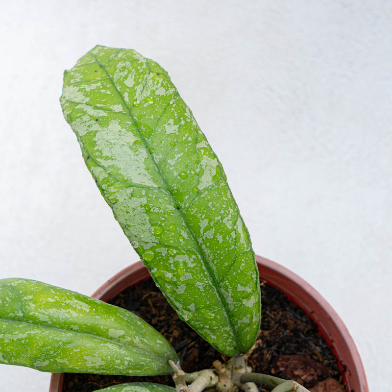 Hoya SP North Sumatera