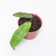 Hoya Scortechinii Splash-Aroidasia