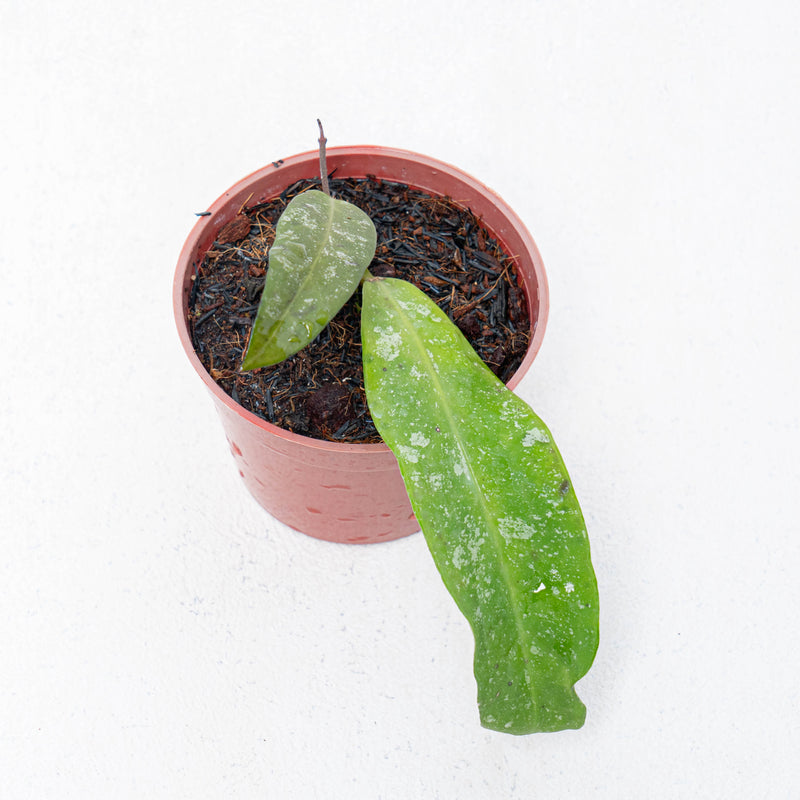 Hoya Scortechinii Splash-Aroidas