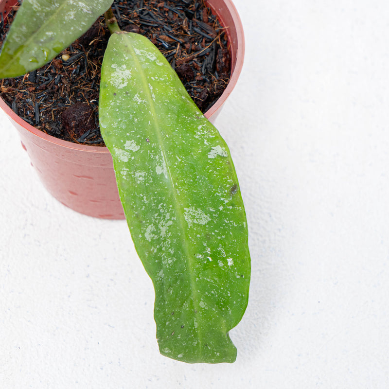 Hoya Scortechinii Splash-Aroidas