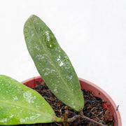 Hoya Scortechinii Splash-Aroidas