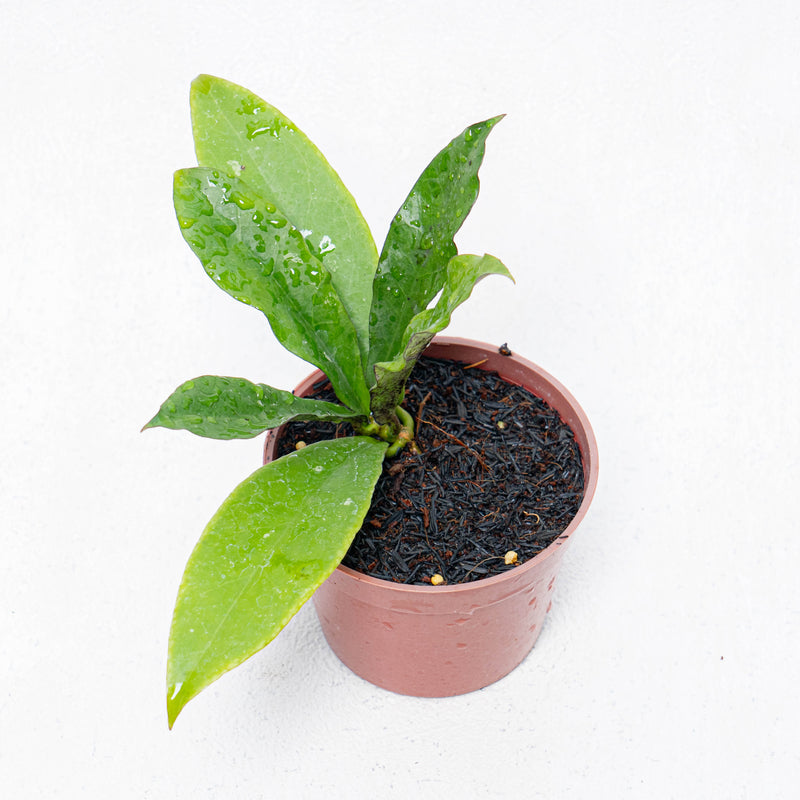 Hoya SLM-01 Buntokensis