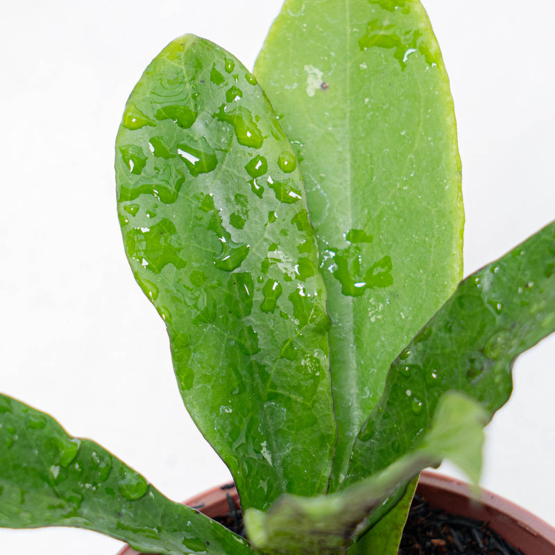 Hoya SLM-01 Buntokensis