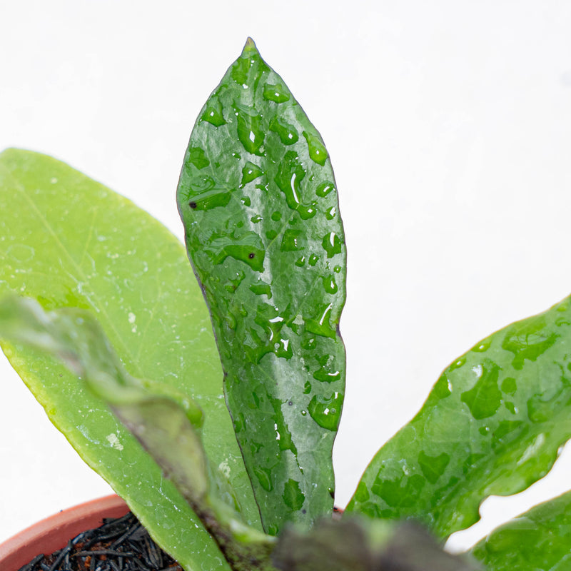 Hoya SLM-01 Buntokensis