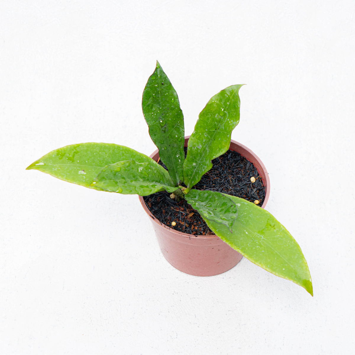 Hoya SLM-01 Buntokensis — Aroidasia