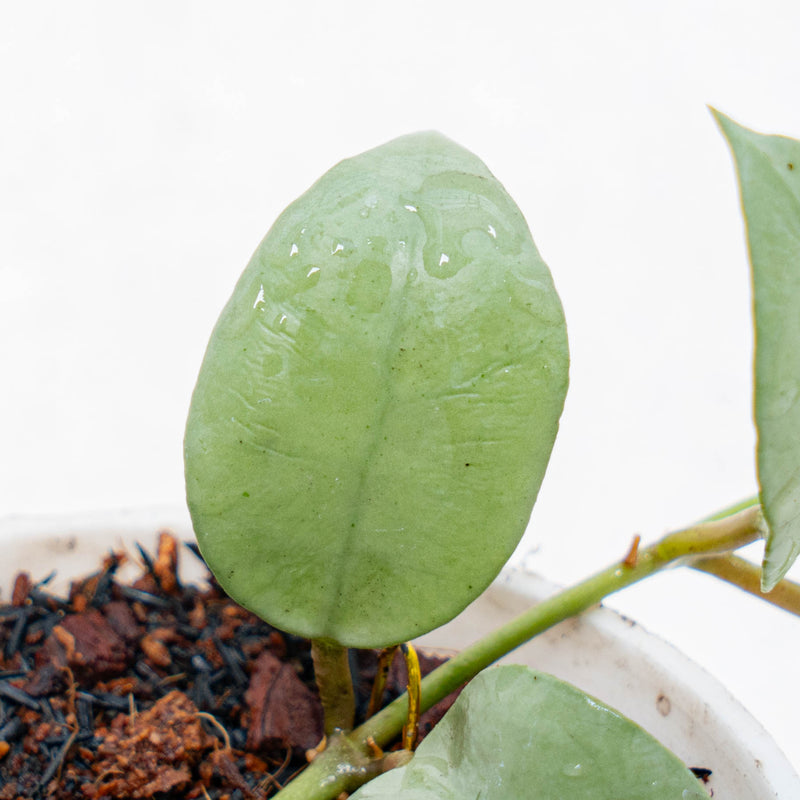 Hoya Lacunosa Fullmoon
