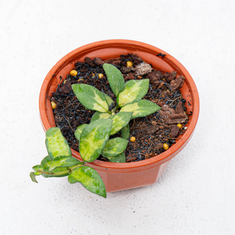 Hoya Lacunosa Golden Flame