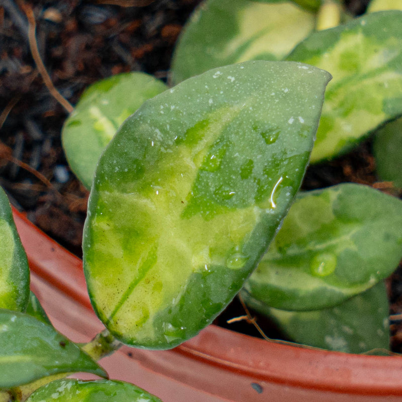 Hoya Lacunosa Golden Flame