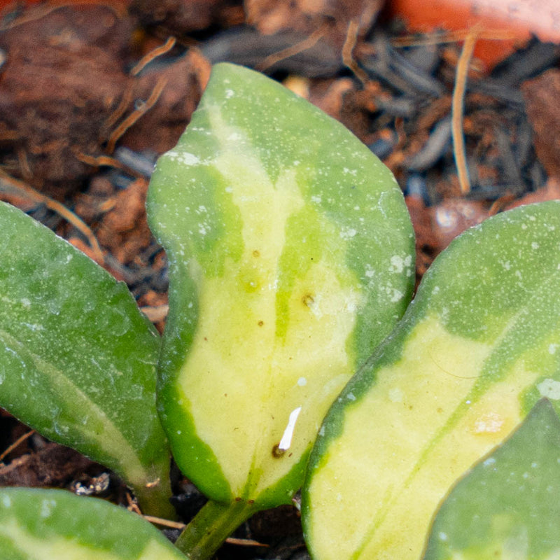 Hoya Lacunosa Golden Flame