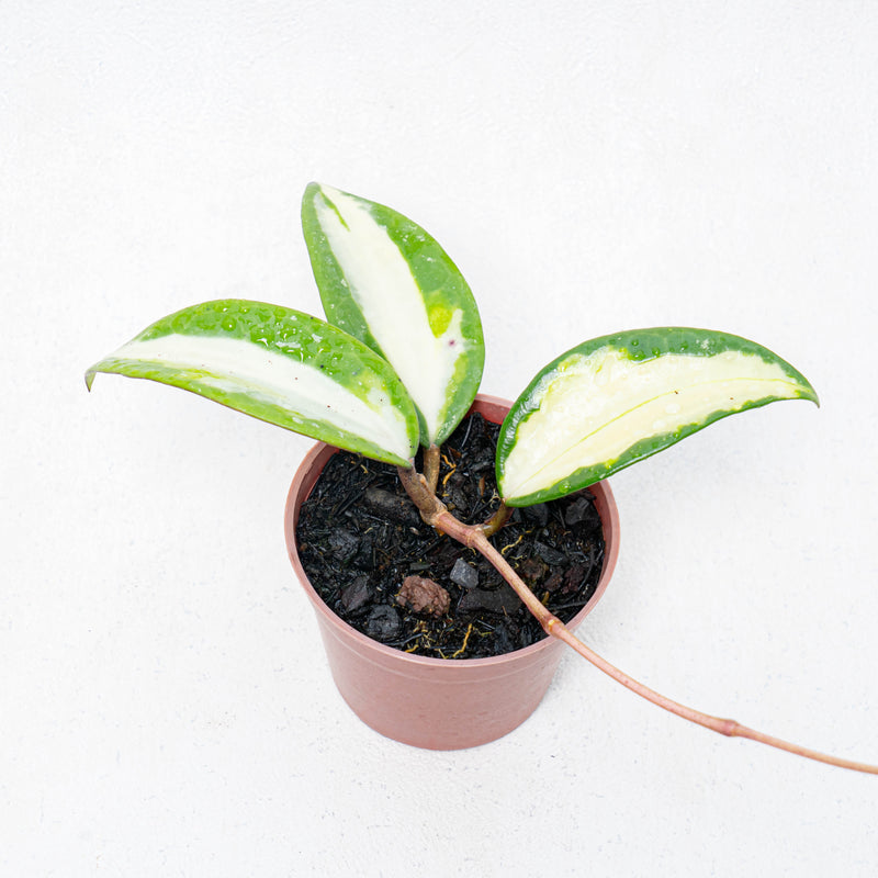 Hoya Latifolia Quinsy