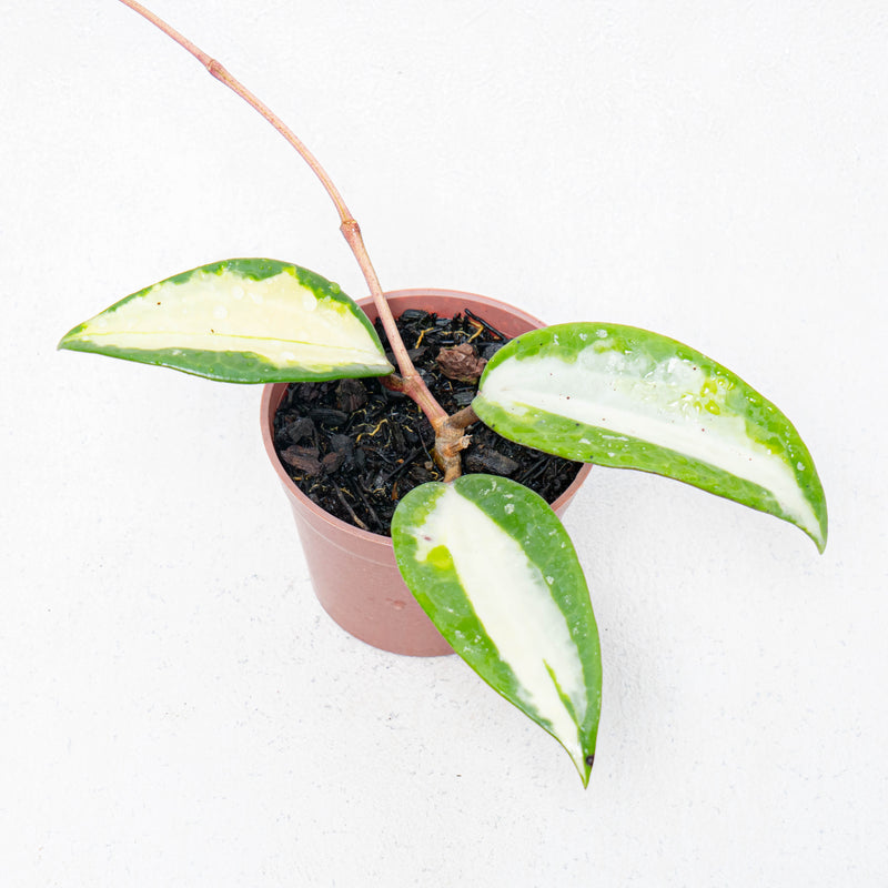 Hoya Latifolia Quinsy