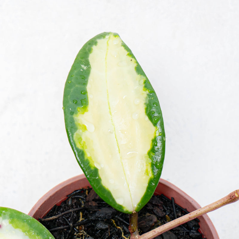 Hoya Latifolia Quinsy