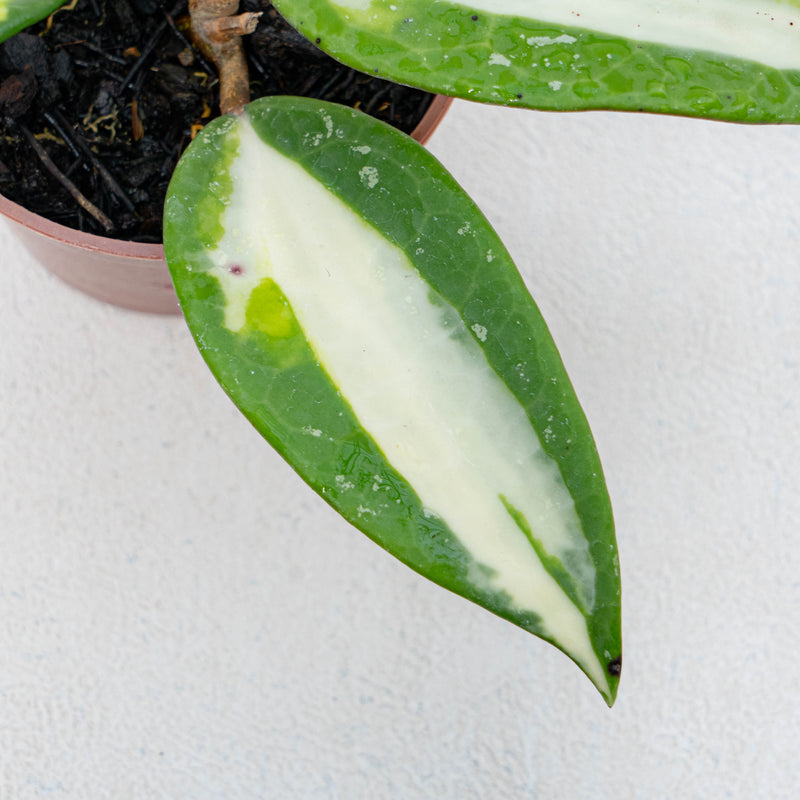 Hoya Latifolia Quinsy