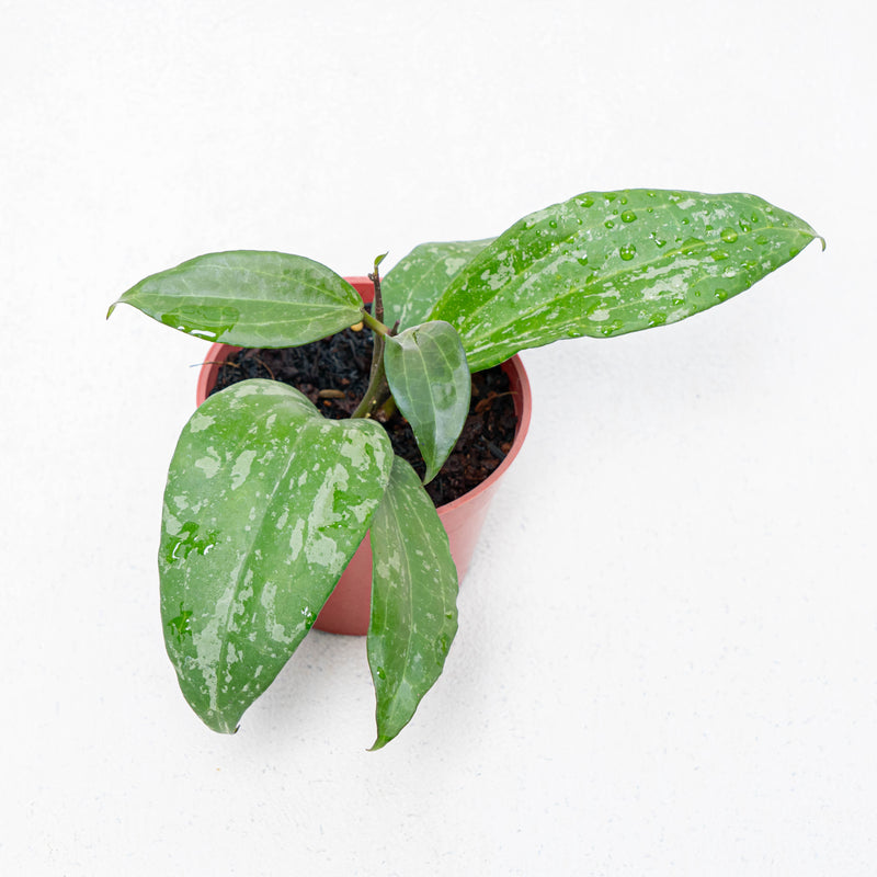 Hoya Latifolia High Splash