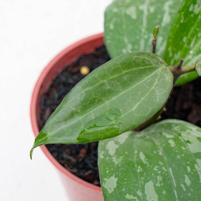 Hoya Latifolia High Splash