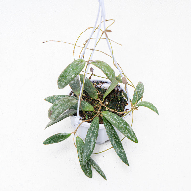 Hoya Sigillatis Splash Borneo Kalsel