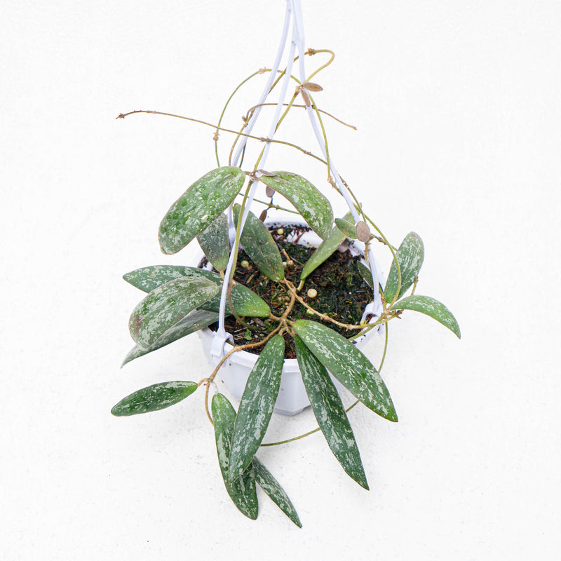 Hoya Sigillatis Splash Borneo Kalsel