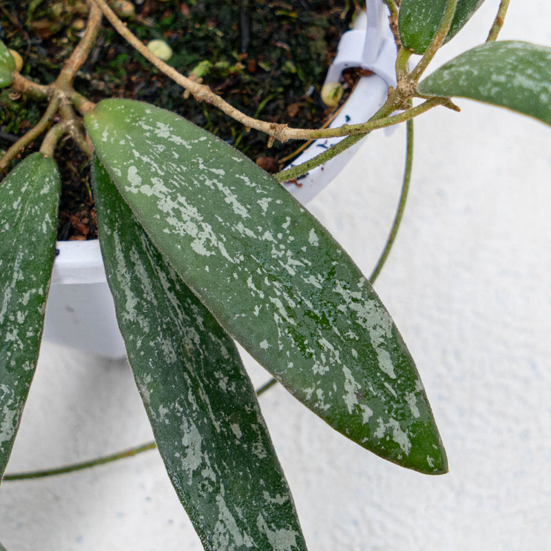 Hoya Sigillatis Splash Borneo Kalsel