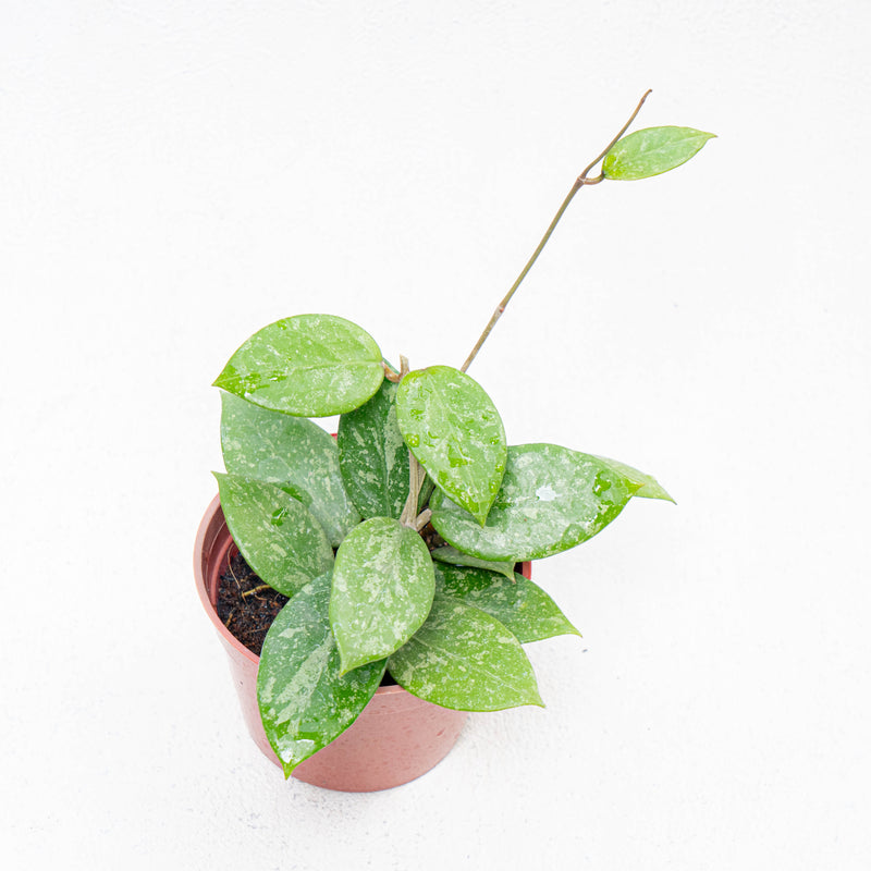 Hoya Verticilata Pacitan Splash