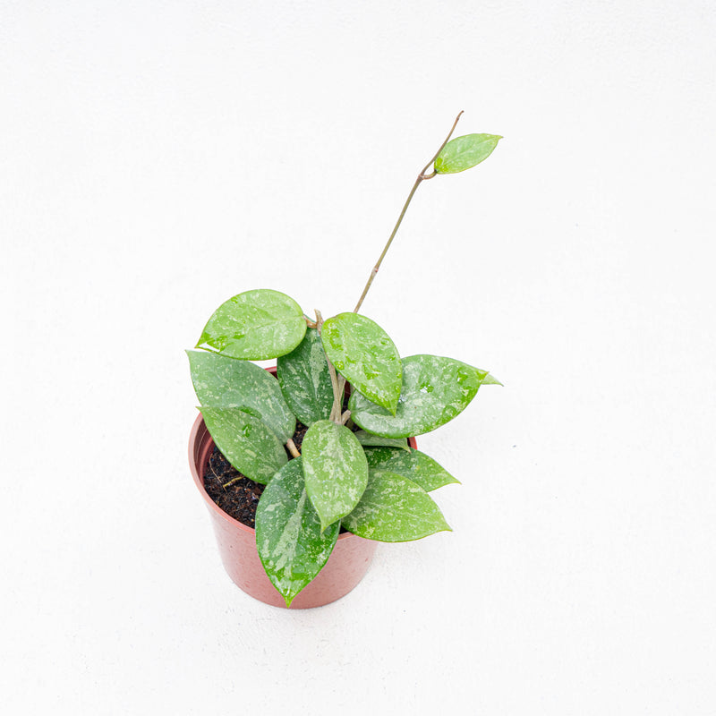 Hoya Verticilata Pacitan Splash