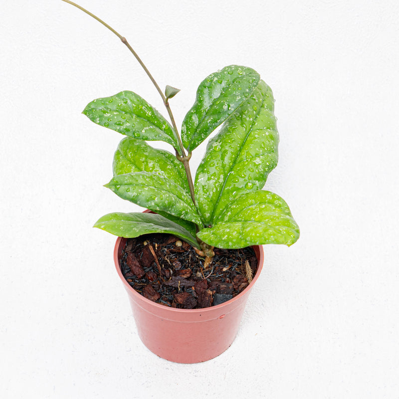 Hoya Forbesii Splash