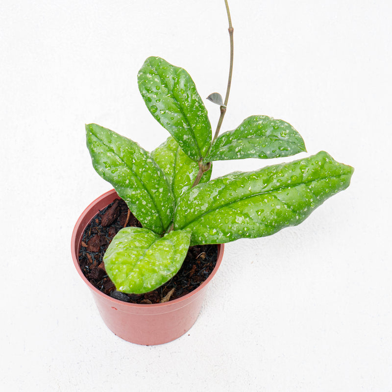 Hoya Forbesii Splash