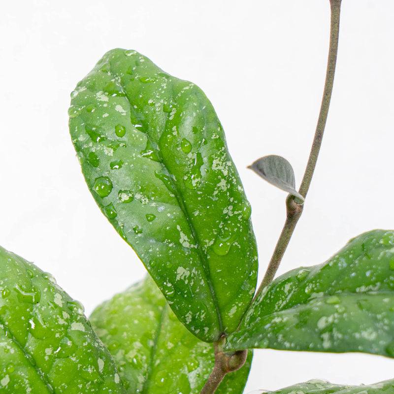 Hoya Forbesii Splash