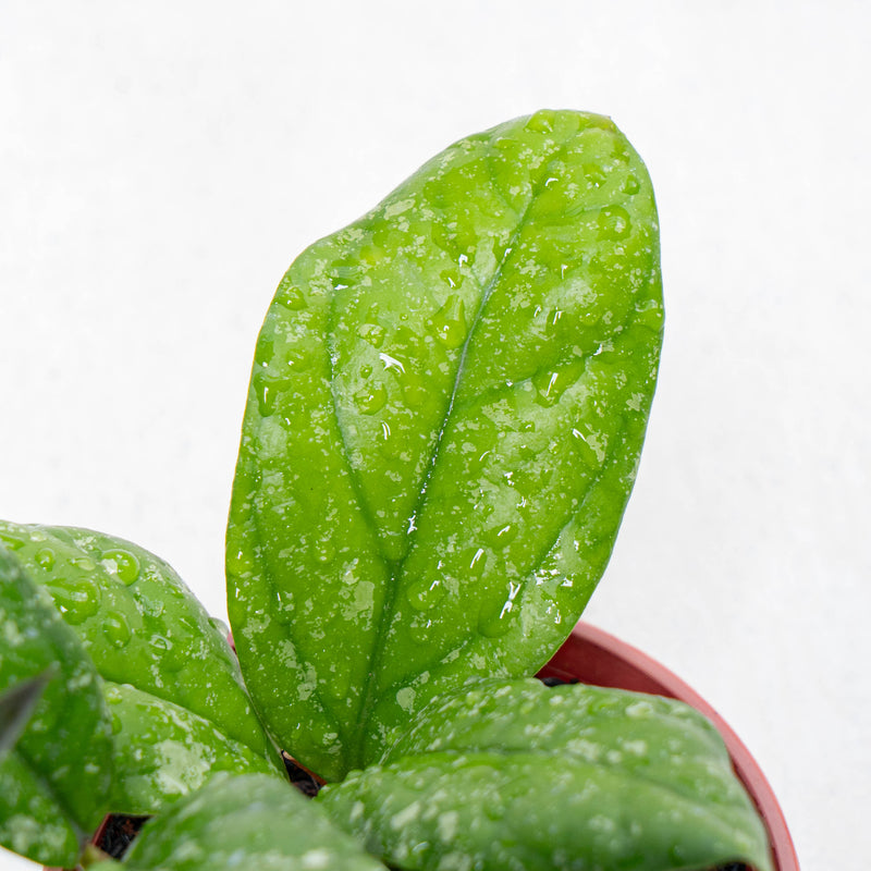 Hoya Forbesii Splash