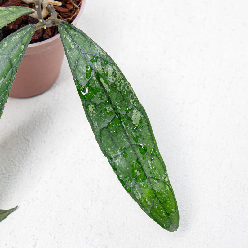 Hoya Clemensiorum Aceh