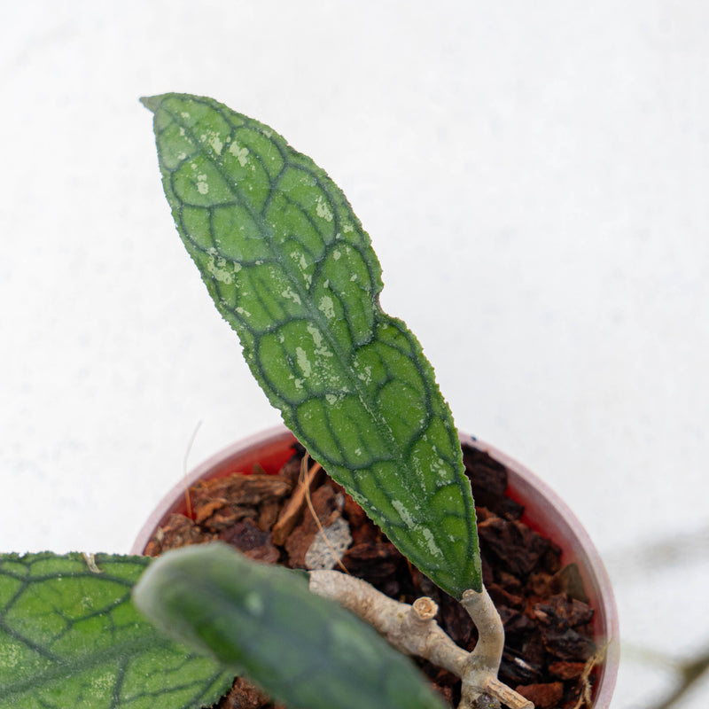 Hoya Clemensiorum Aceh