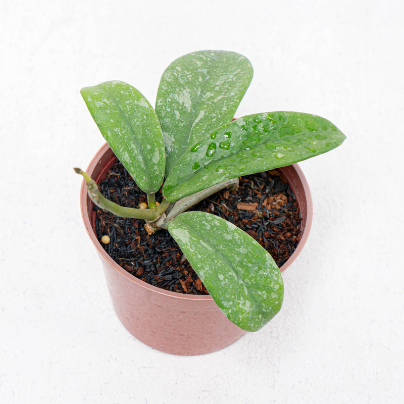 Hoya Diversifolia Splash