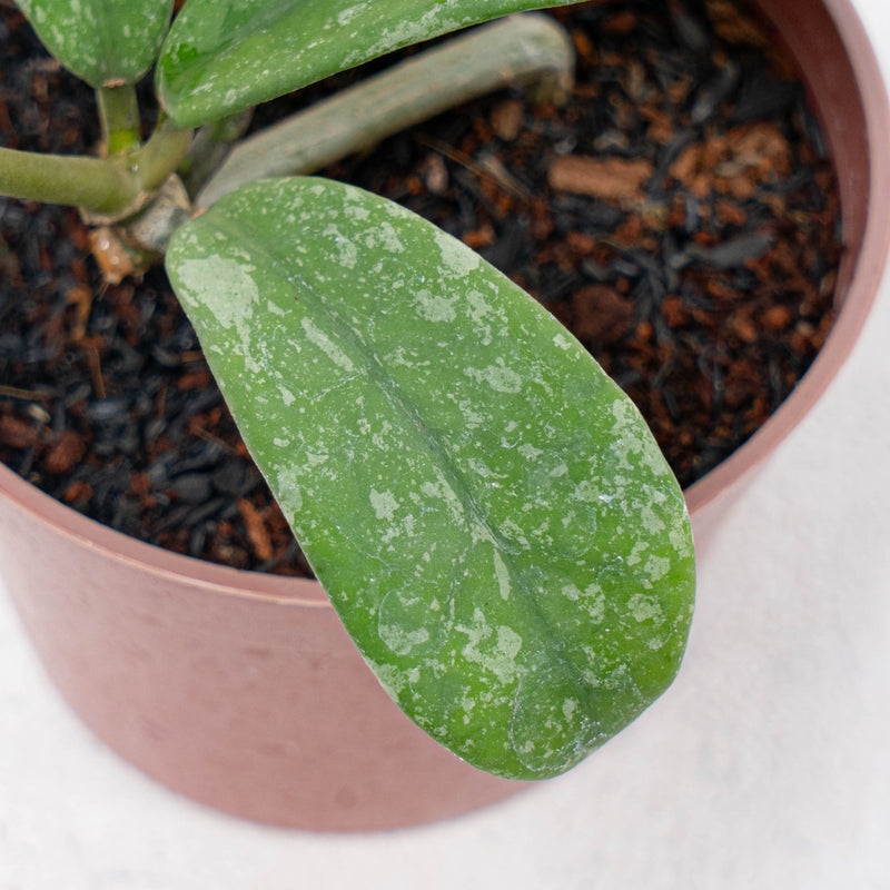 Hoya Diversifolia Splash