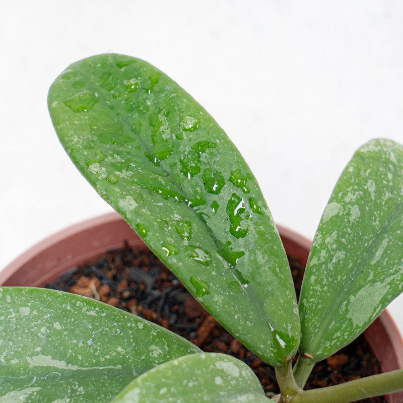 Hoya Diversifolia Splash