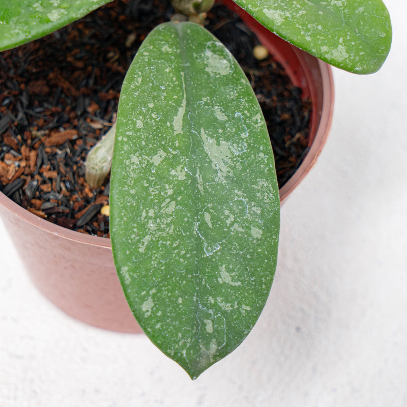 Hoya Diversifolia Splash