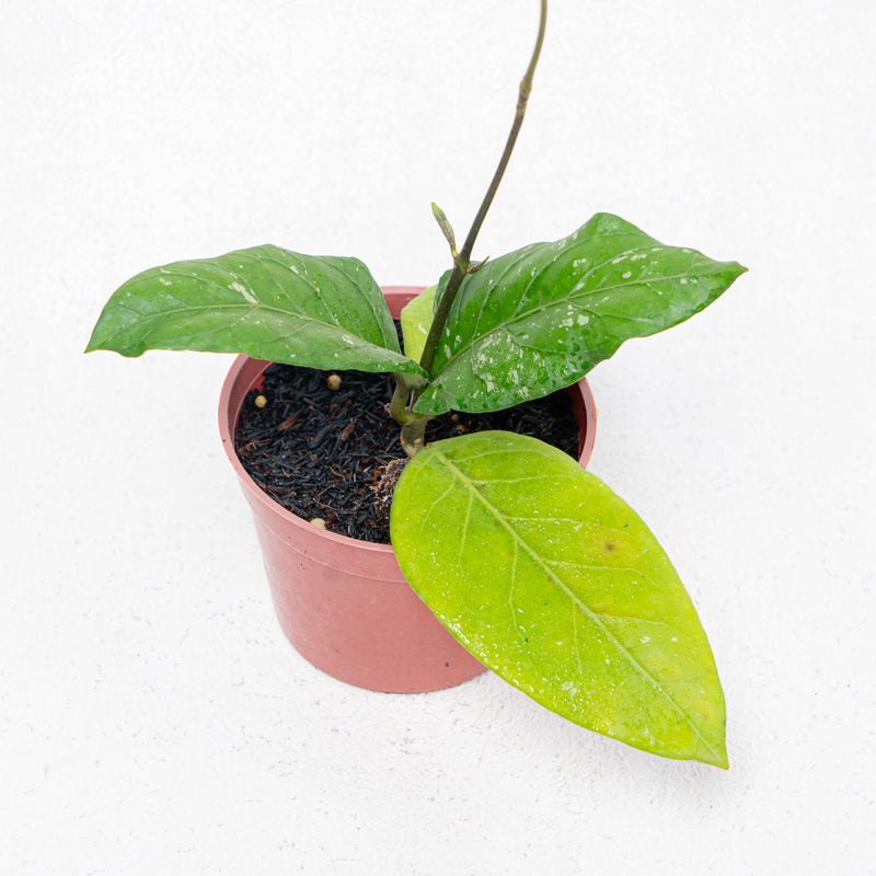 Hoya SP Aceh Gayo Rare Pattern