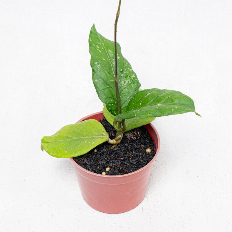 Hoya SP Aceh Gayo Rare Pattern