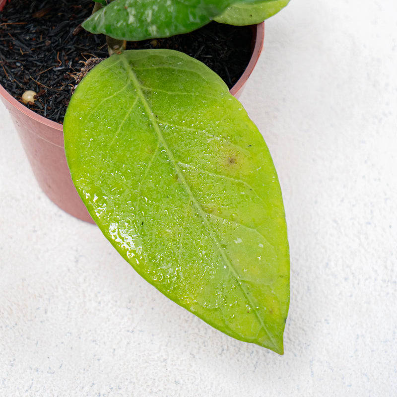 Hoya SP Aceh Gayo Rare Pattern