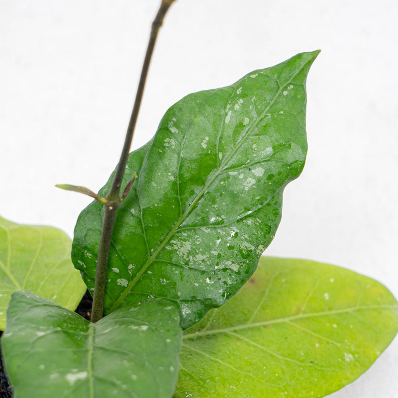 Hoya SP Aceh Gayo Rare Pattern
