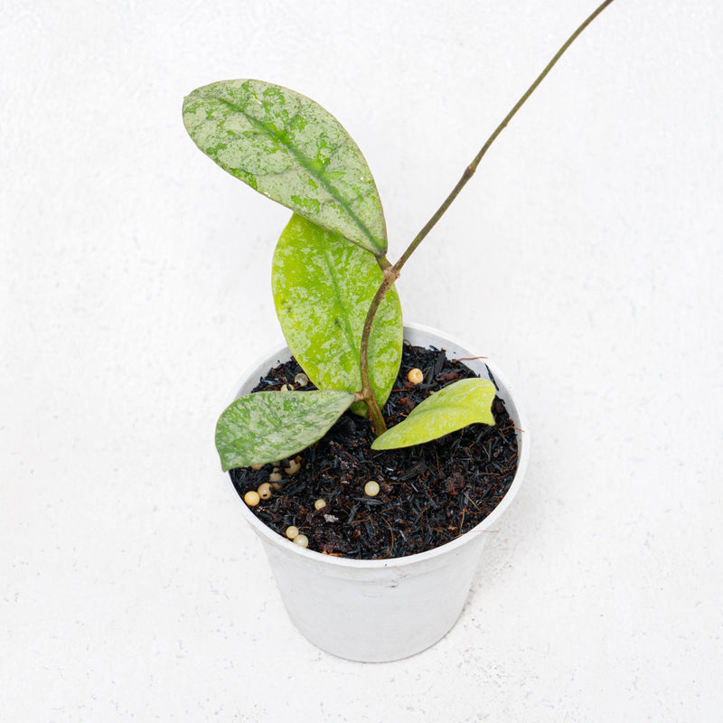 Hoya SLM-04 Silver Borneo