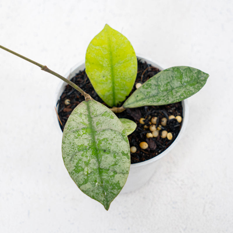 Hoya SLM-04 Silver Borneo