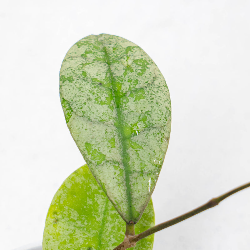 Hoya SLM-04 Silver Borneo